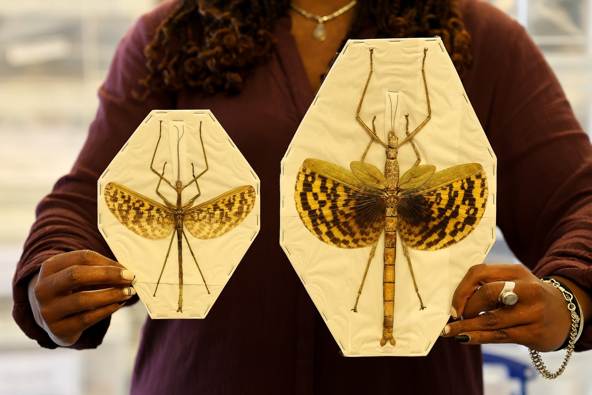 TWO (2) PAIR Giant Ghost Stick Insect (Phasma gigas) A1 Entomology Specimen (sexed pair)