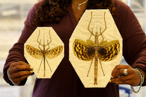 TWO (2) PAIR Giant Ghost Stick Insect (Phasma gigas) A1 Entomology Specimen (sexed pair)