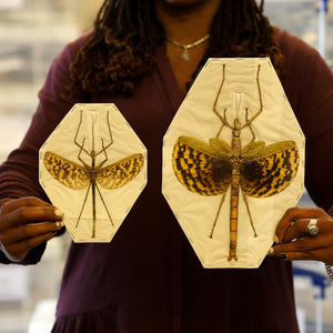 TWO (2) PAIR Giant Ghost Stick Insect (Phasma gigas) A1 Entomology Specimen (sexed pair)
