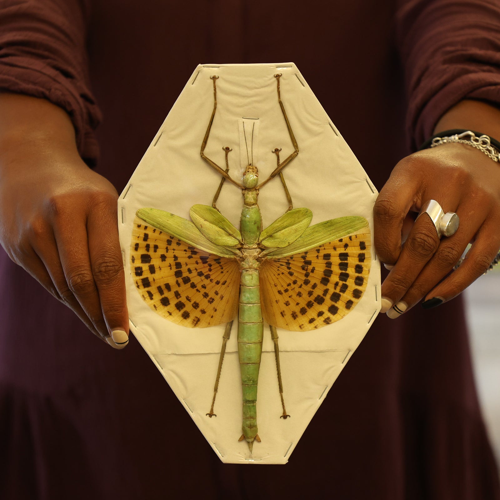 Java Giant Stick Insect (Paracyphocrania major) A1 Spread Specimens