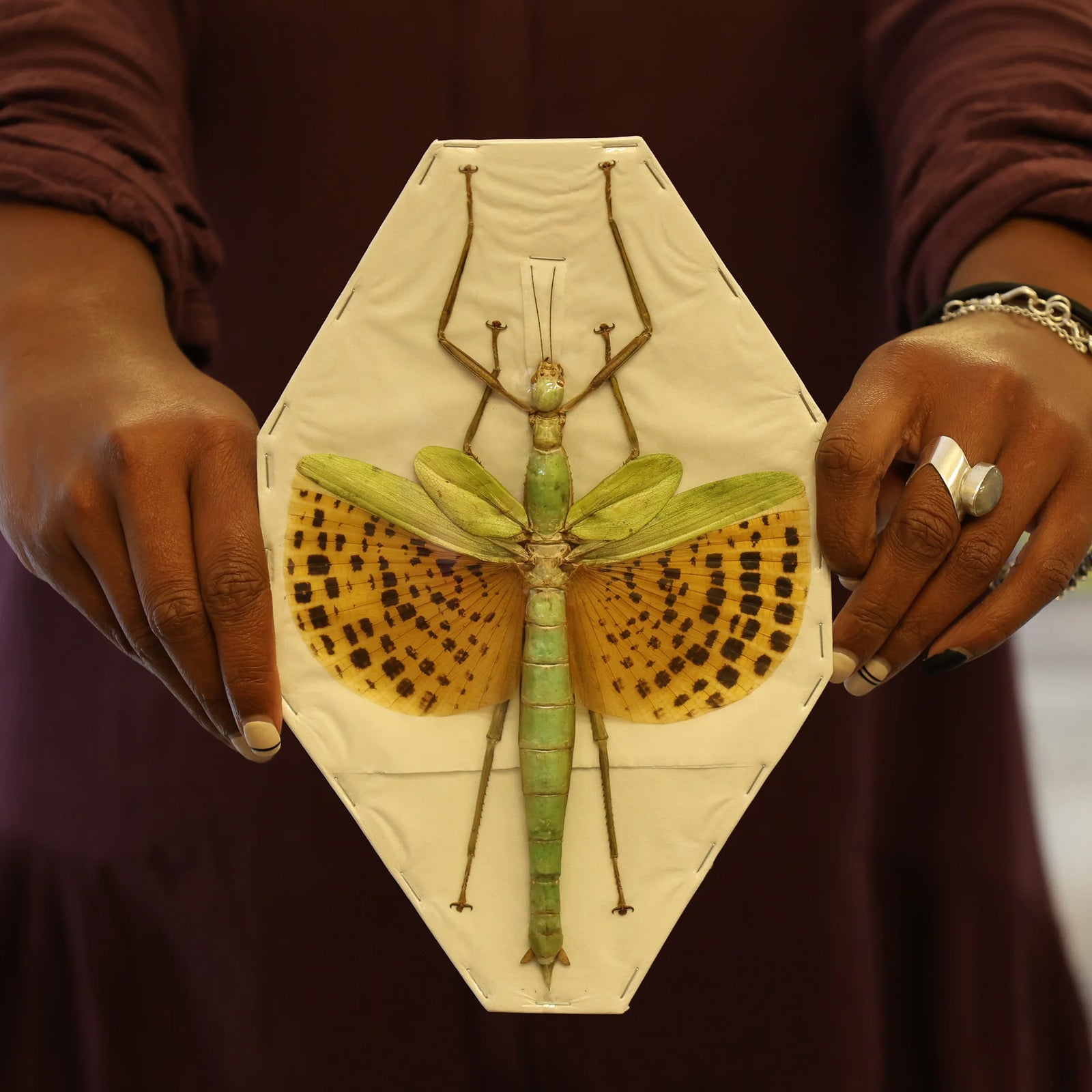 Paracyphocrania major Stick Insect Specimen | Spread | A1 Quality | Dry-Preserved PHASMATODEA