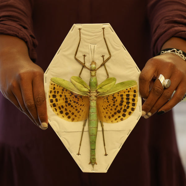 0C7A2071_600x.jpg?v=1742216082