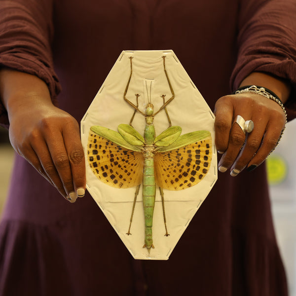 標本 Oryctes gigas pair 67mm 67mm A1 Oryctes gigas pair 67mm 67mm