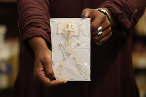 Rice Field Frog (Fejervarya limnocharis) Skeleton Specimen A1