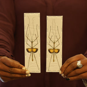 TWO (2) Javanese Lichen Stick Insects (Pseudodicantha macklotti) A1 Spread Specimens