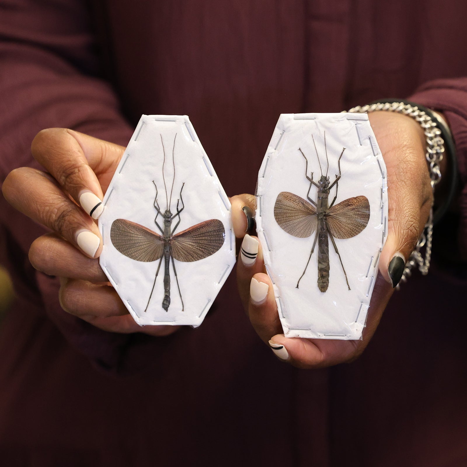 Lot of 10 Cinnamon Stick Insects (Orthomeria limogesi) A1 Spread Specimens (Wholesale)