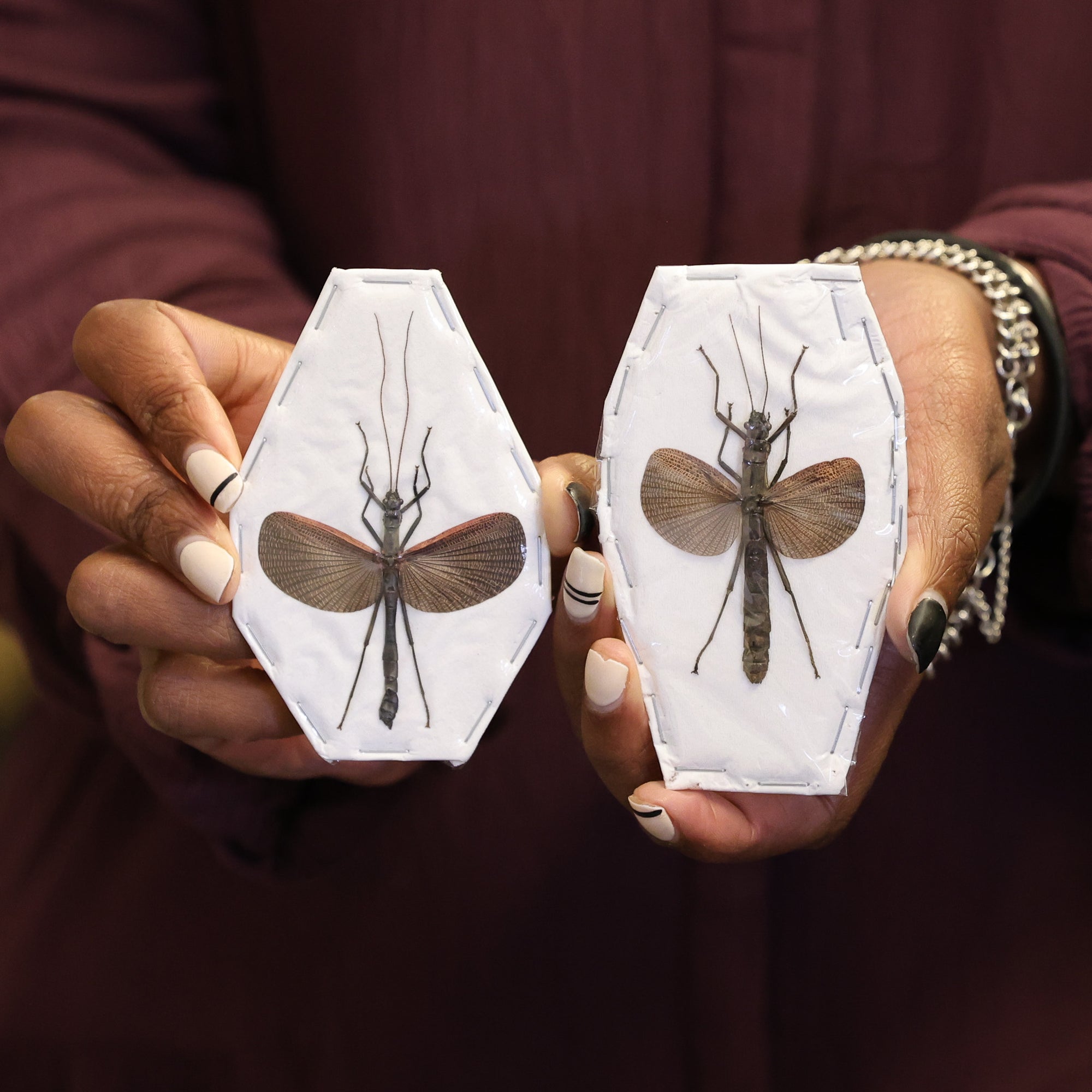 Lot of 10 Cinnamon Stick Insects (Orthomeria limogesi) A1 Spread Specimens (Wholesale)