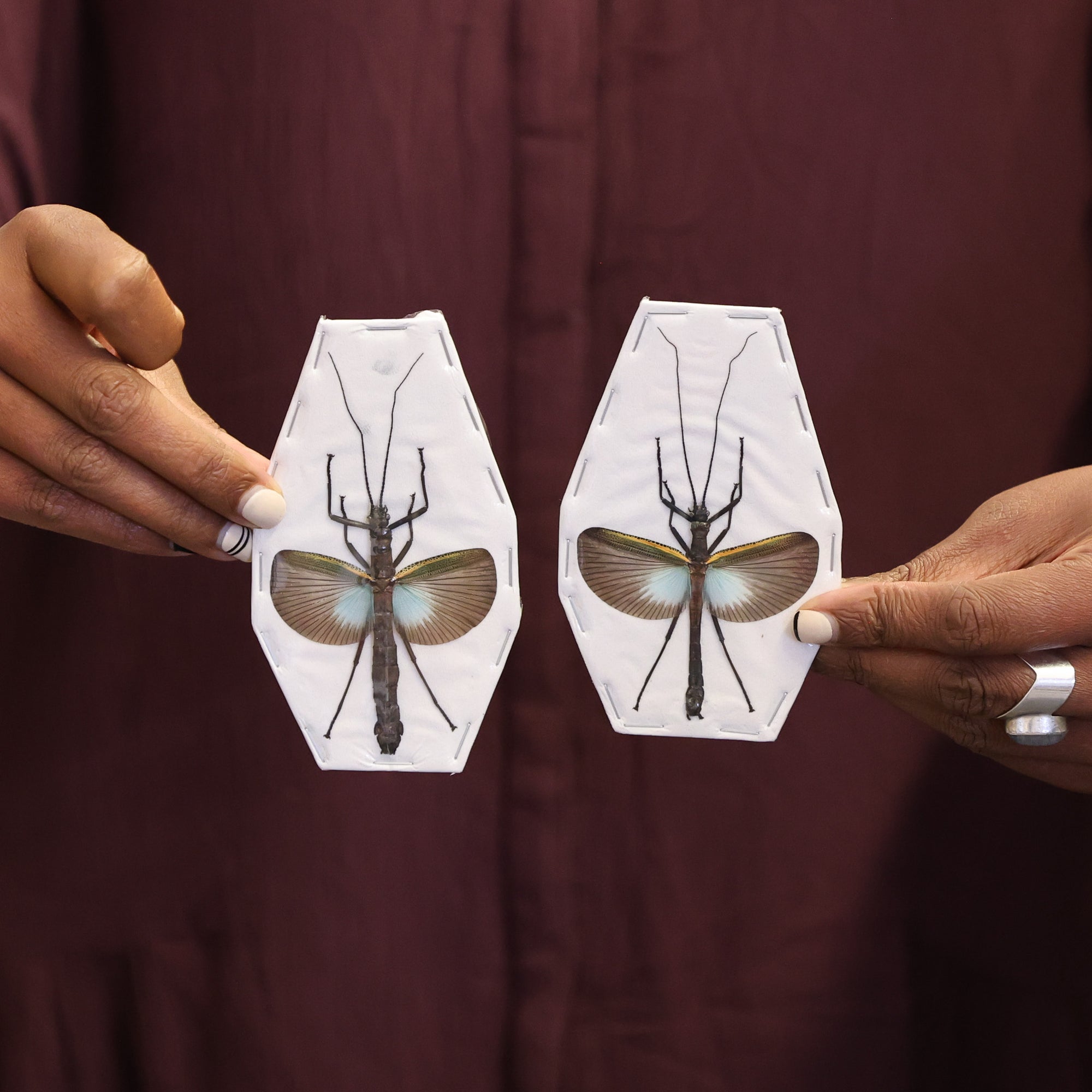 Lot of 5 Blue Stick Insects (Orthomeria superba) A1 Spread Specimens