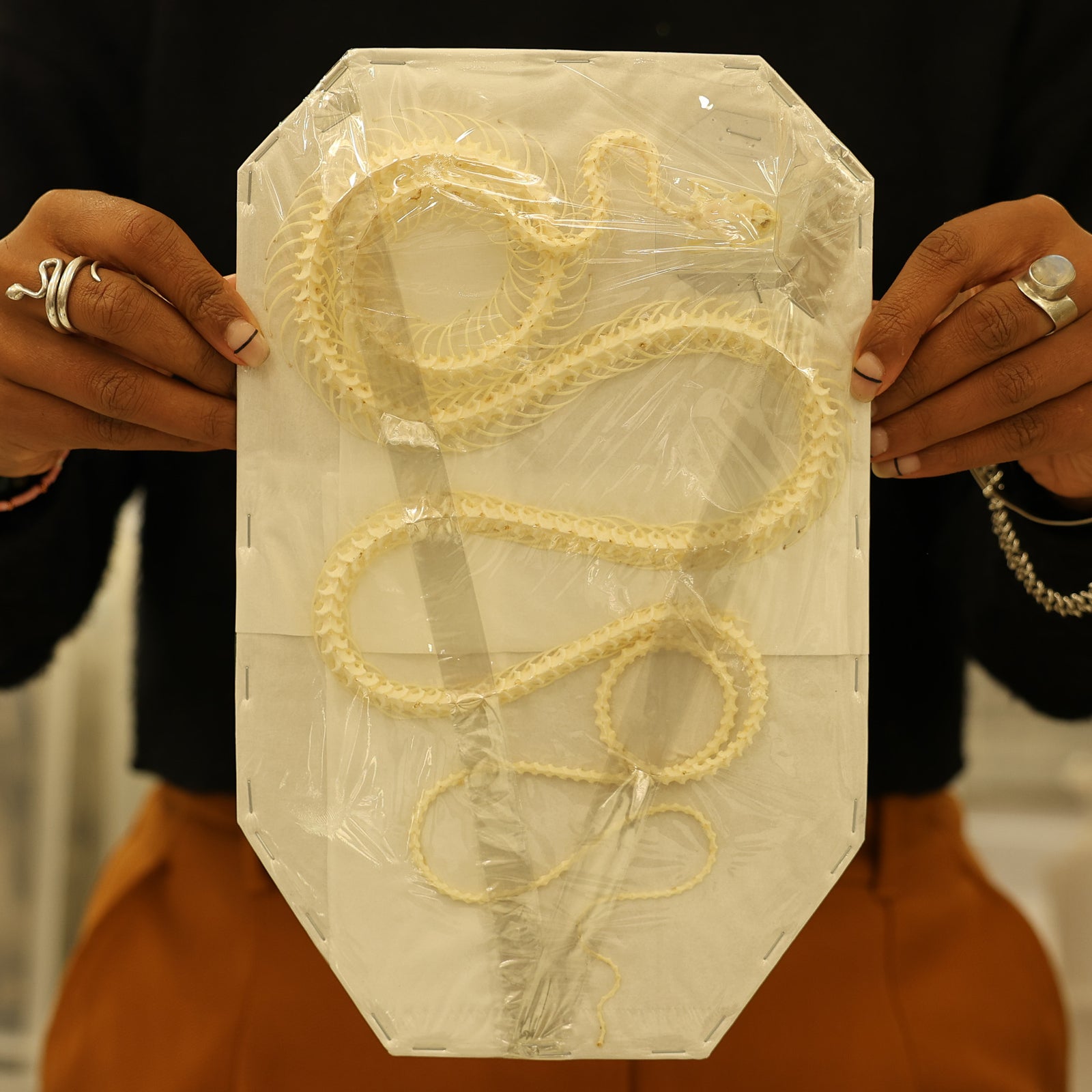 Rat Snake CURVED COILED SKELETON (Ptyas korros) A1 Specimen (Non-CITES) 25cm