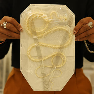 Rat Snake CURVED COILED SKELETON (Ptyas korros) A1 Specimen (Non-CITES) 25cm