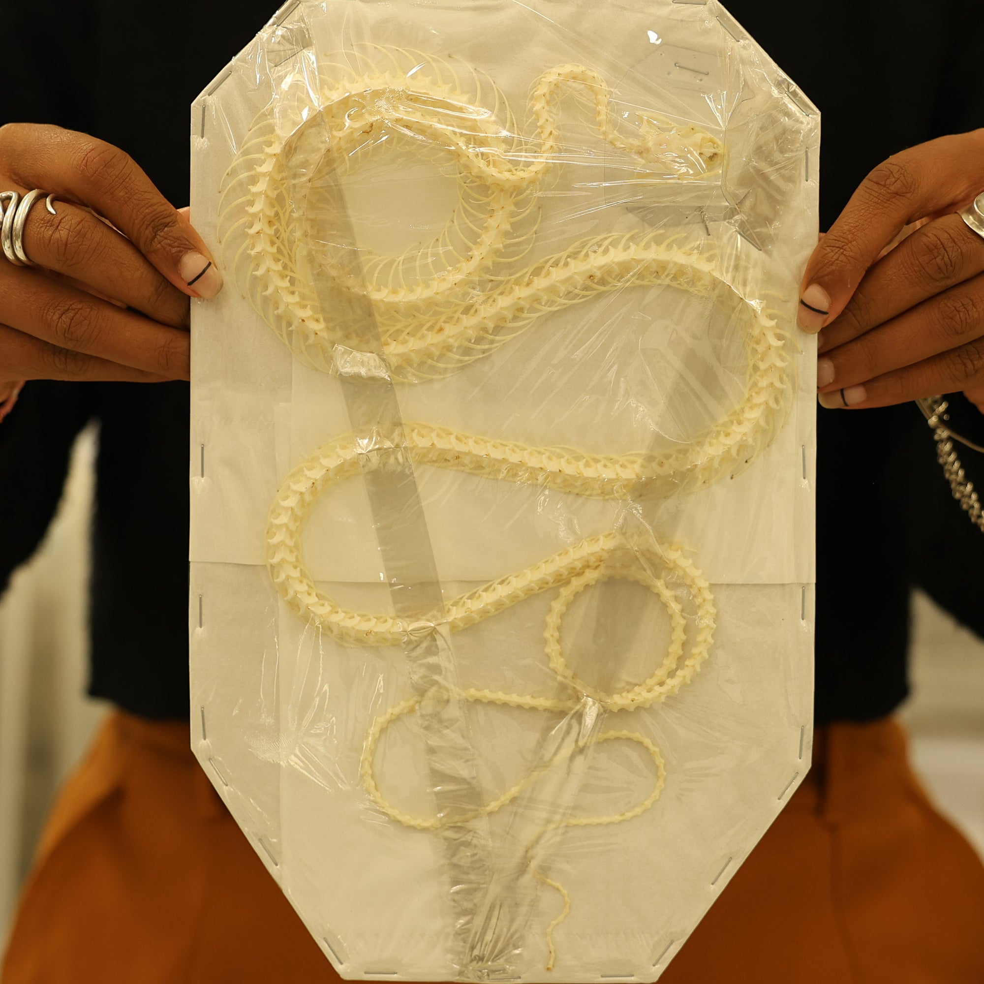 Rat Snake CURVED COILED SKELETON (Ptyas korros) A1 Specimen (Non-CITES) 25cm