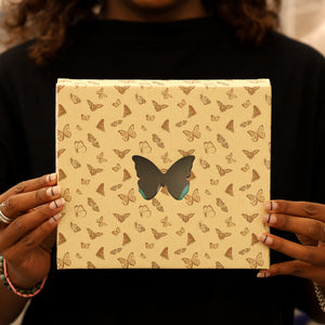 Papilio paris - Paris Peacock Swallowtail Butterfly Framed Specimen 8x7"