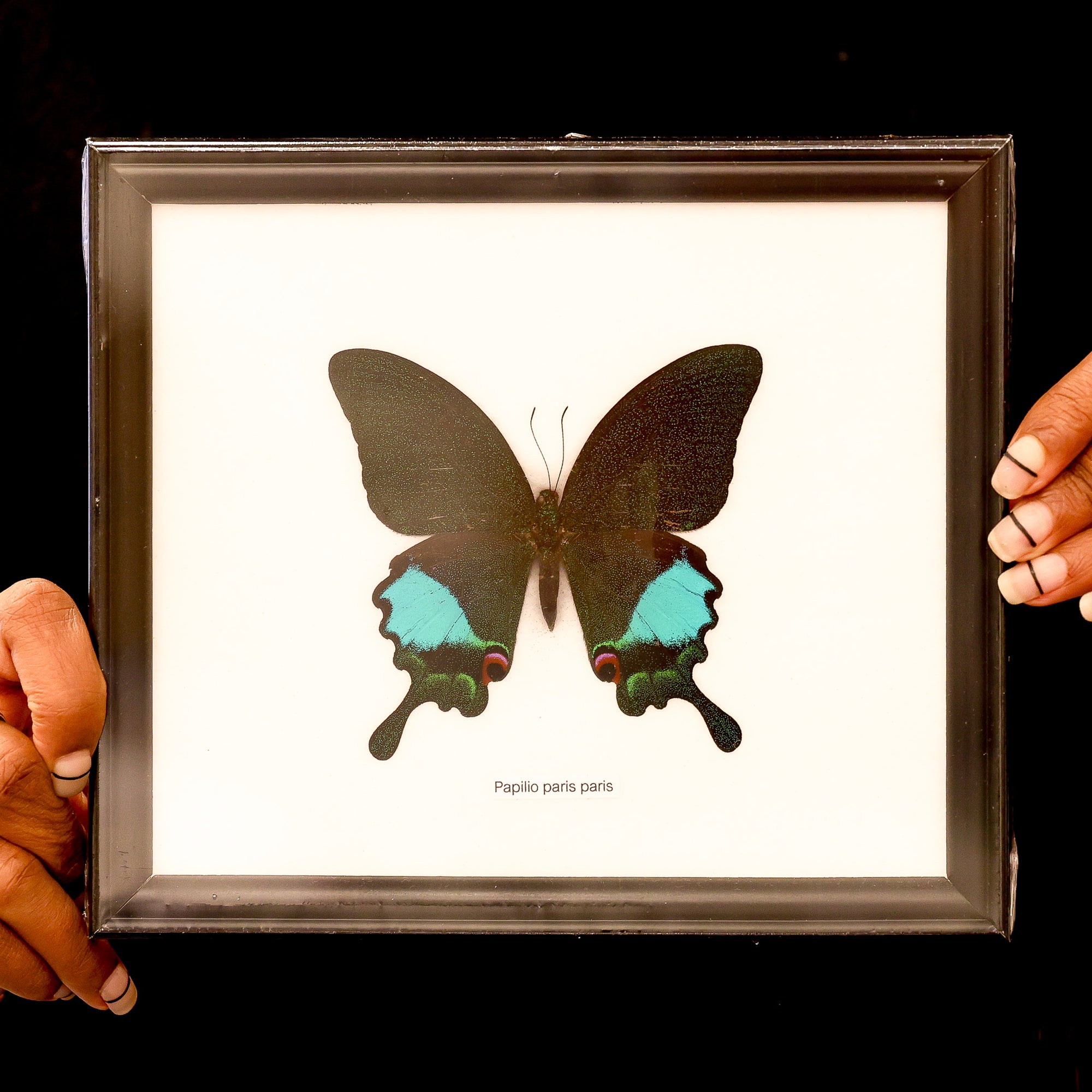 Papilio paris - Paris Peacock Swallowtail Butterfly Framed Specimen 8x7"