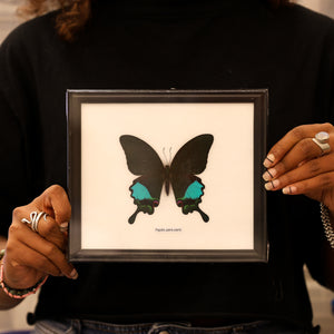 Papilio paris - Paris Peacock Swallowtail Butterfly Framed Specimen 8x7"