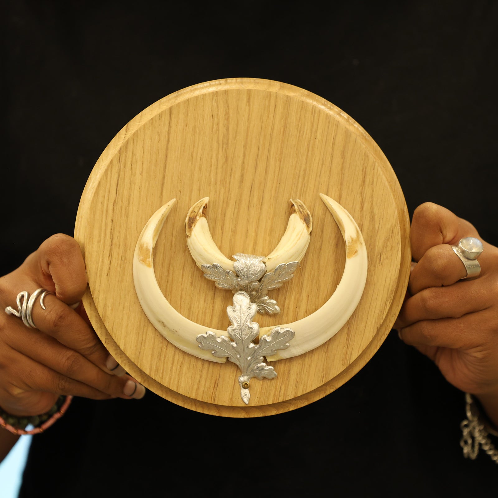 Vintage Wild Boar Tusks Mounted on Shield - Retro Taxidermy Display