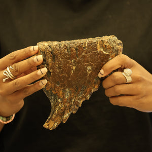 Woolly Mammoth Molar Tooth Fossil | Complete with Root