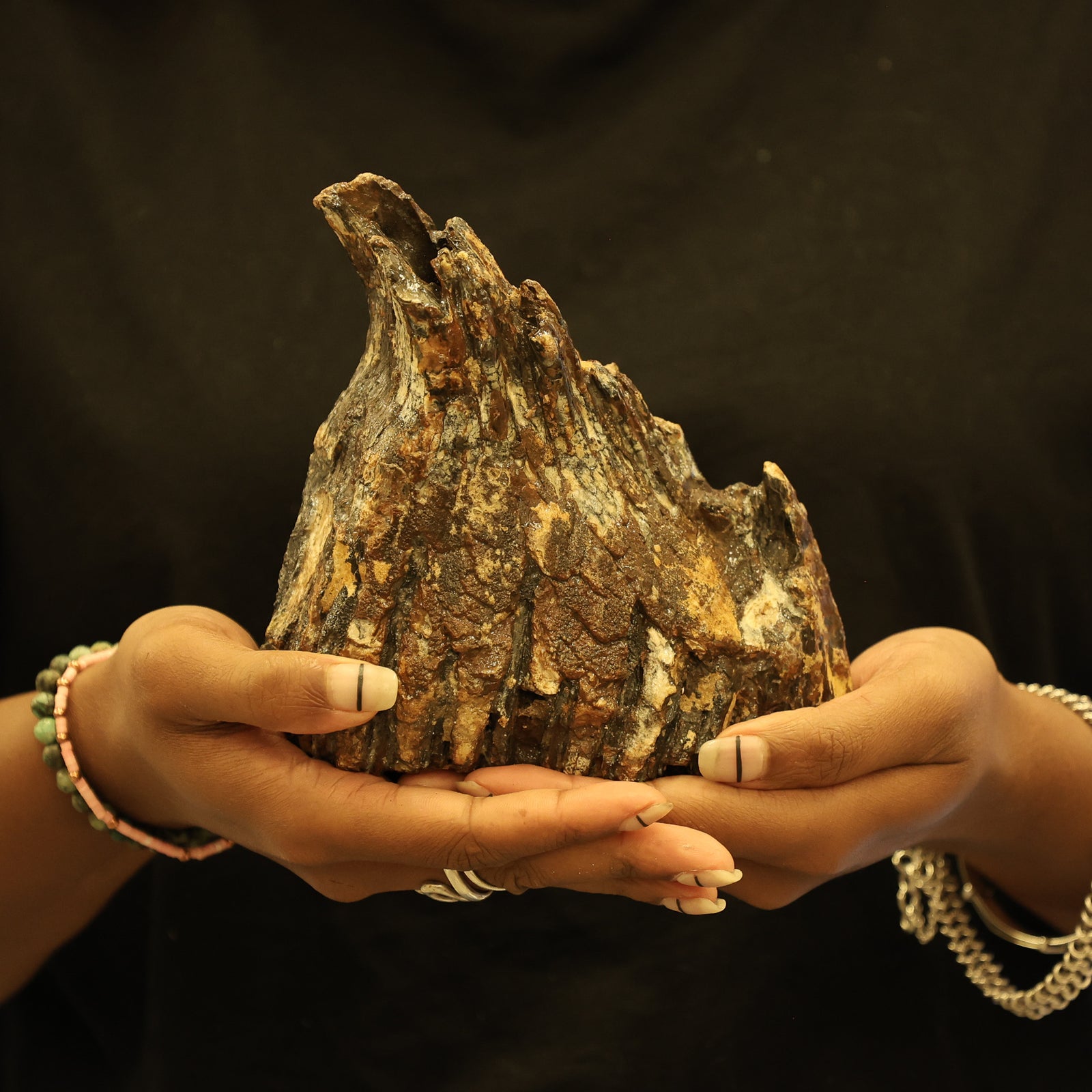 Woolly Mammoth Molar Tooth Fossil | Complete with Root