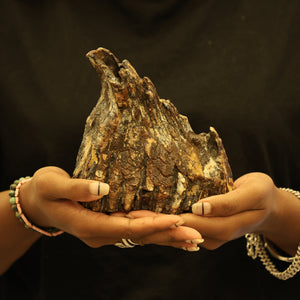 Woolly Mammoth Molar Tooth Fossil | Complete with Root