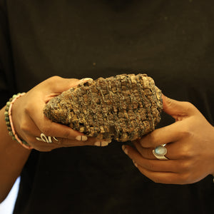 Woolly Mammoth Molar Tooth Fossil | Complete with Root