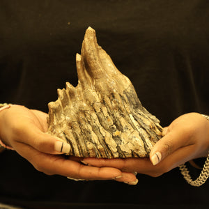 Woolly Mammoth Molar Tooth Fossil | Complete with Root