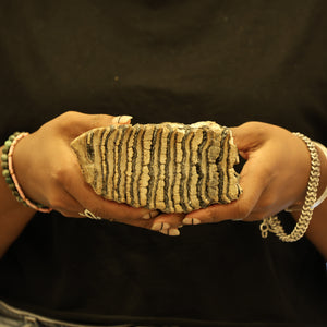 Woolly Mammoth Molar Tooth Fossil | Complete with Root