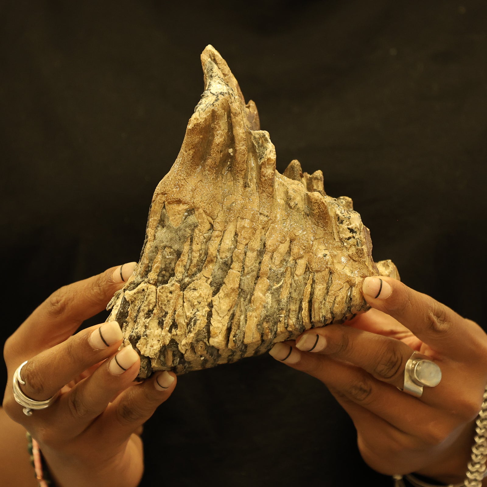 Woolly Mammoth Molar Tooth Fossil | Complete with Root