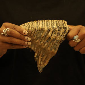 Woolly Mammoth Molar Tooth Fossil | Complete with Root