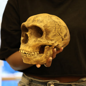Neanderthal Skull Replica | Homo neanderthalensis | Forbes Quarry