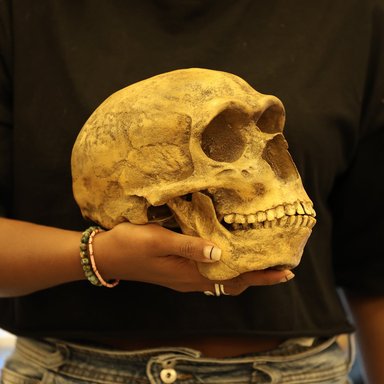 Neanderthal Skull Replica | Homo neanderthalensis | Forbes Quarry