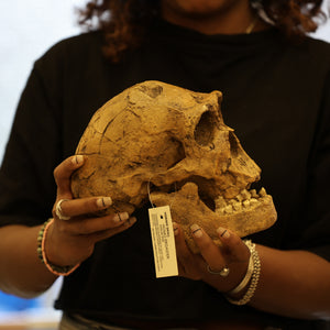 Homo ergaster KNM-ER 3733 Skull Replica | Museum Display