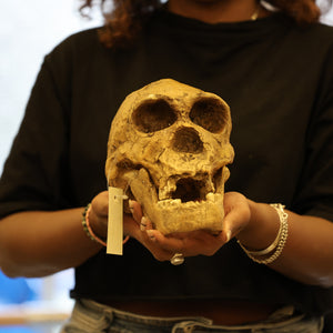 Homo ergaster KNM-ER 3733 Skull Replica | Museum Display