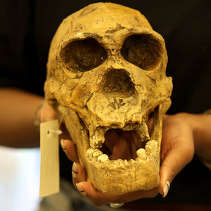 Homo ergaster KNM-ER 3733 Skull Replica | Museum Display