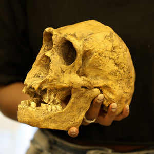 Homo ergaster KNM-ER 3733 Skull Replica | Museum Display
