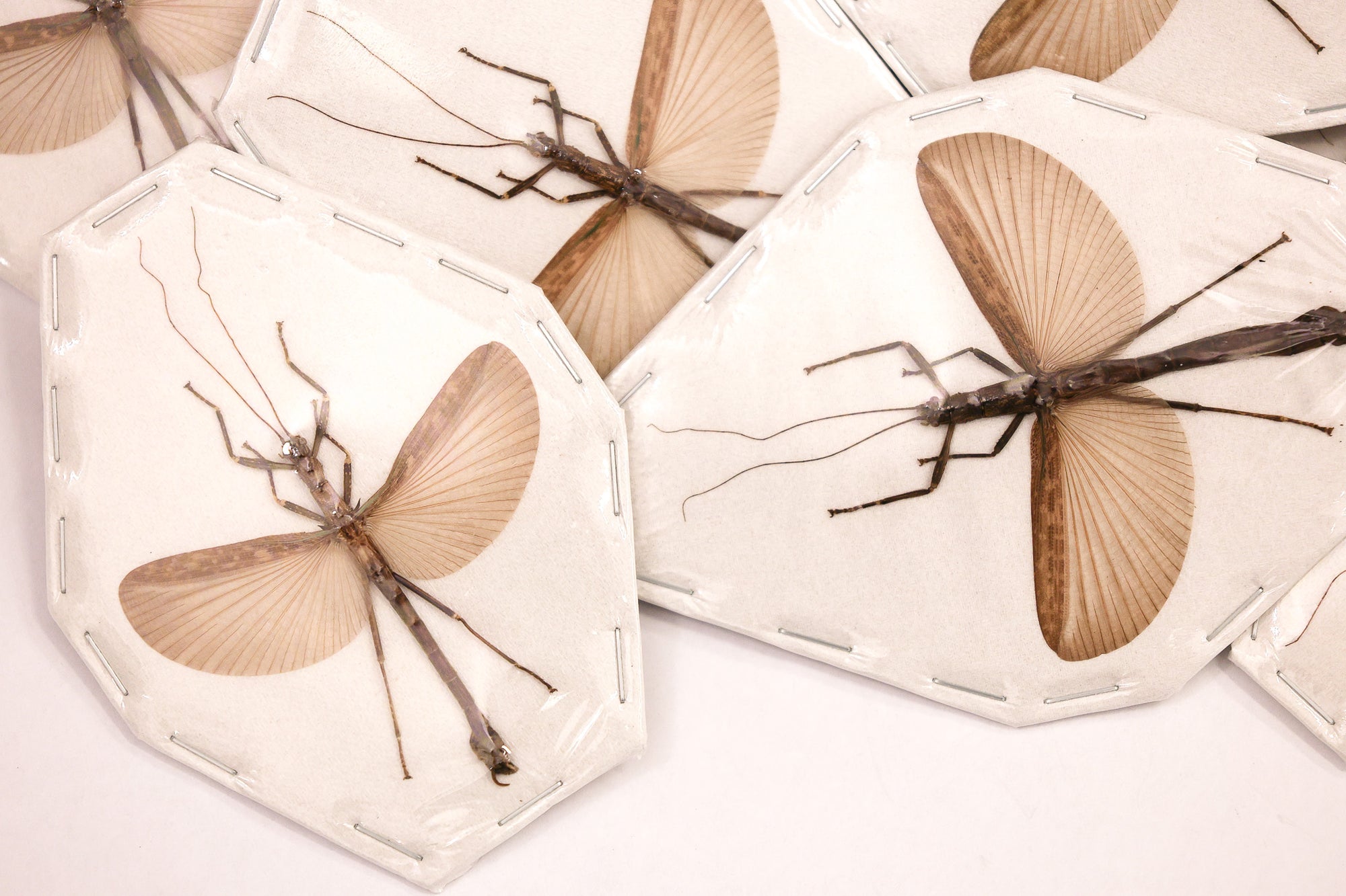 2 x Presbistus appendiculatus Winged Stick Insects - Asian Specimens