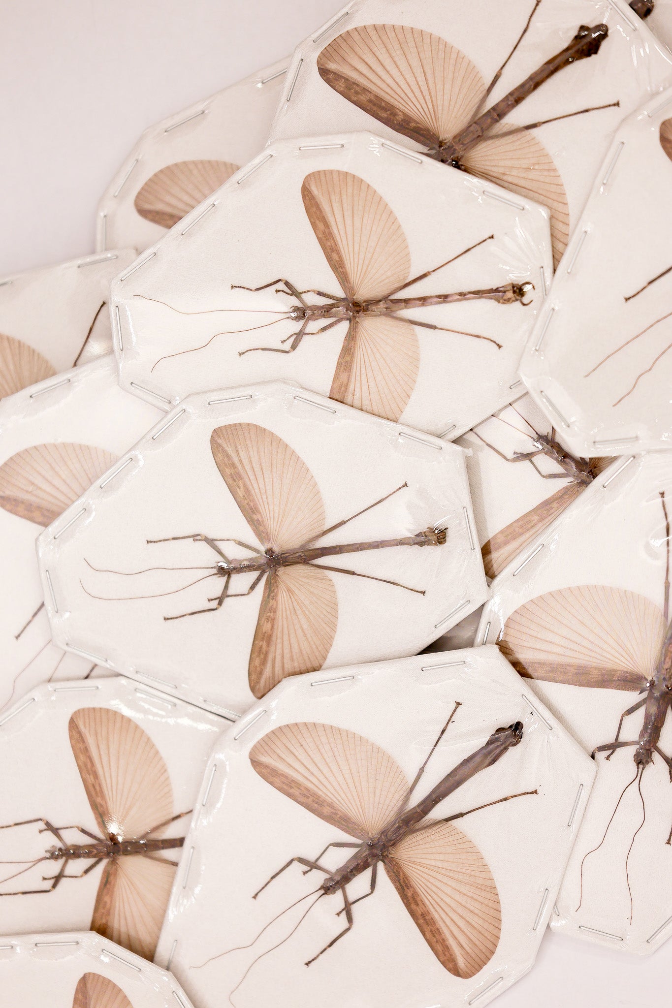 2 x Presbistus appendiculatus Winged Stick Insects - Asian Specimens