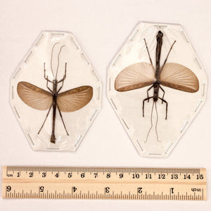 2 x Presbistus appendiculatus Winged Stick Insects - Asian Specimens