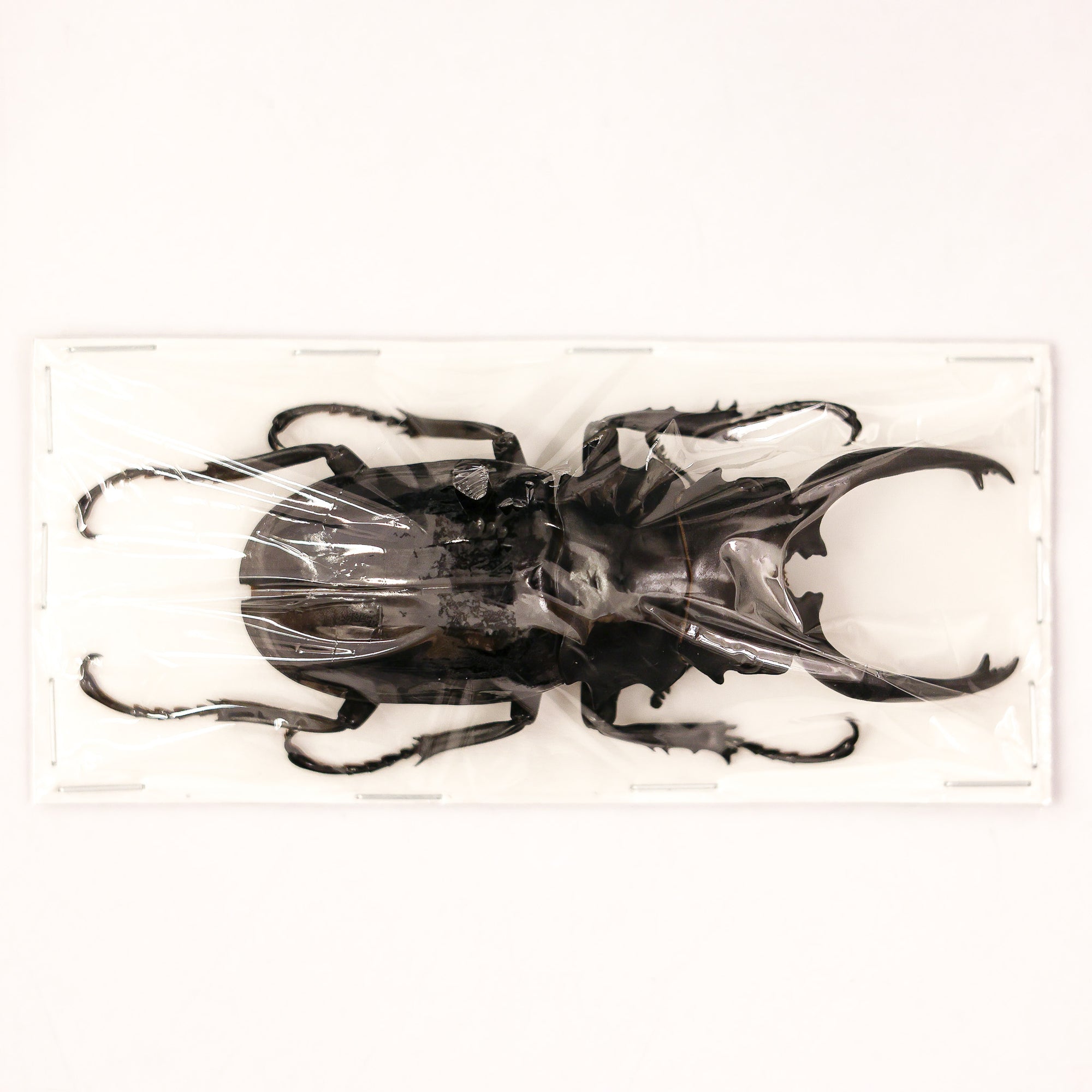 Odontolabis dalmanni celebensis - Stag Beetle Specimen from Peleng Island
