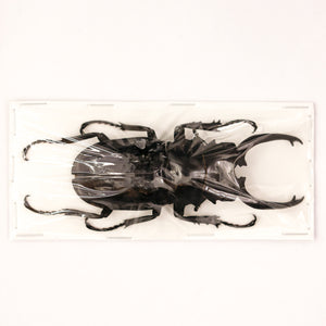 Odontolabis dalmanni celebensis - Stag Beetle Specimen from Peleng Island