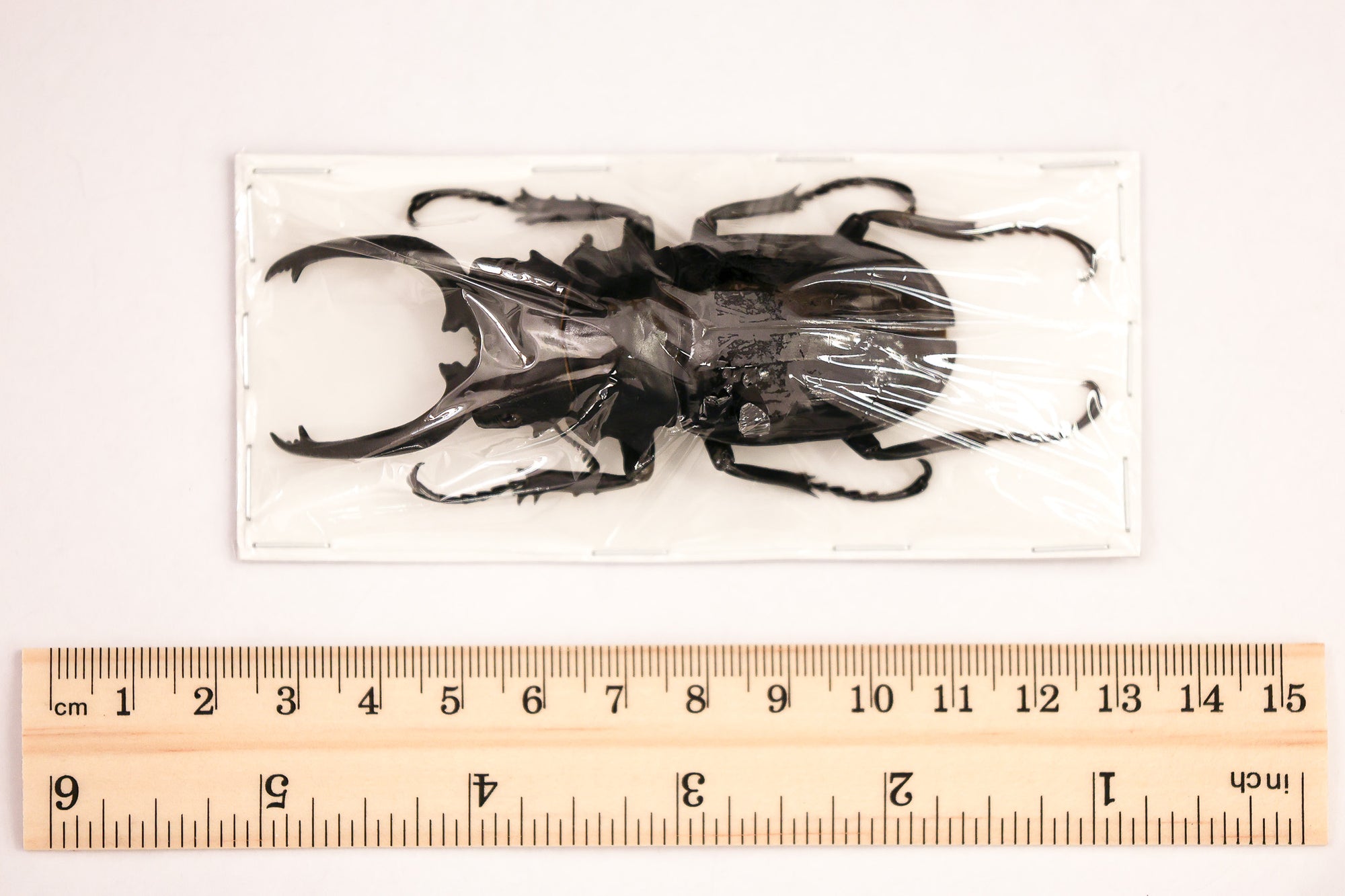 Odontolabis dalmanni celebensis - Stag Beetle Specimen from Peleng Island
