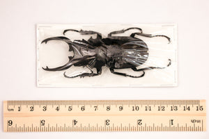 Odontolabis dalmanni celebensis - Stag Beetle Specimen from Peleng Island