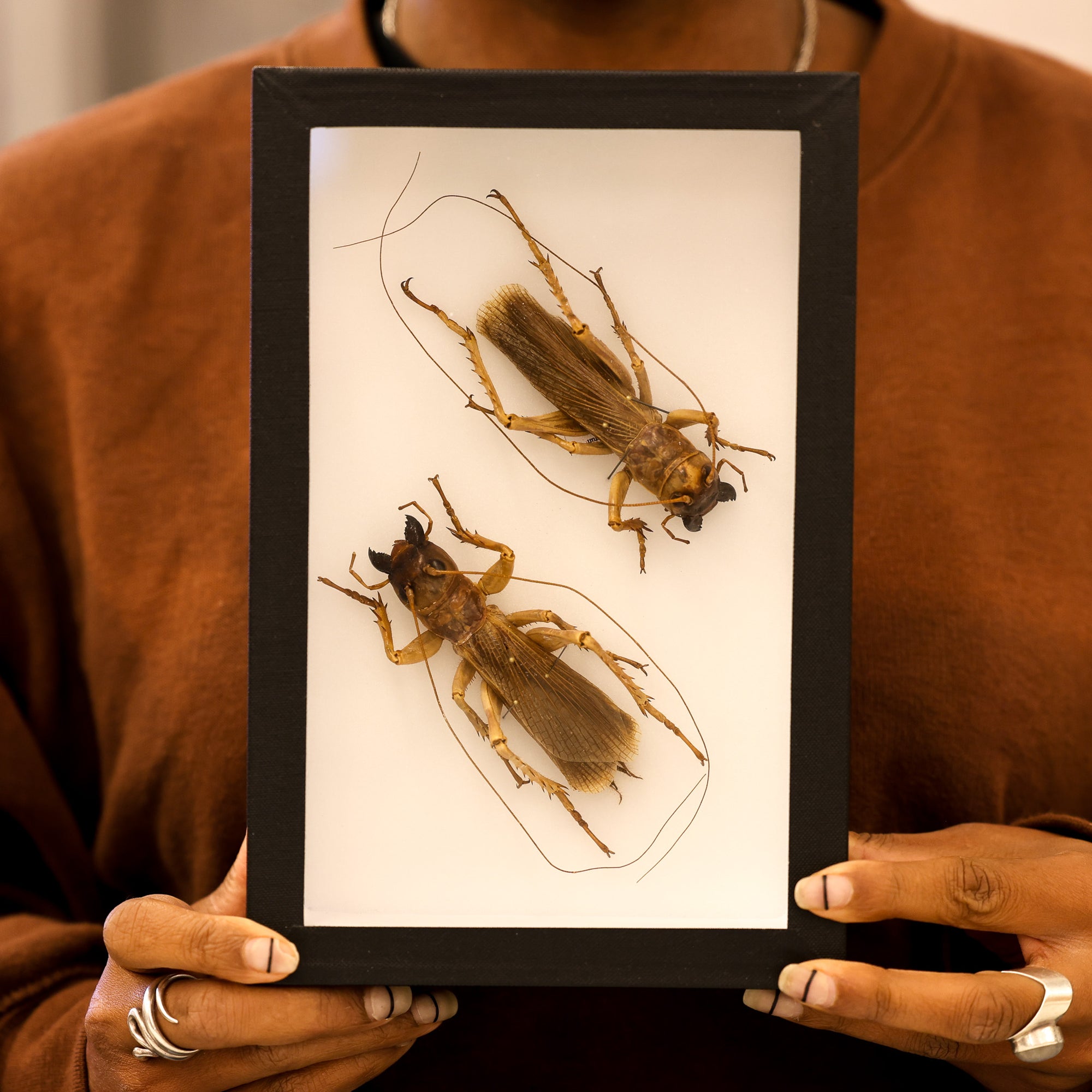 Museum-Quality Sia ferox Collection - Framed Display of Pinned Insects