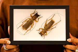 Museum-Quality Sia ferox Collection - Framed Display of Pinned Insects