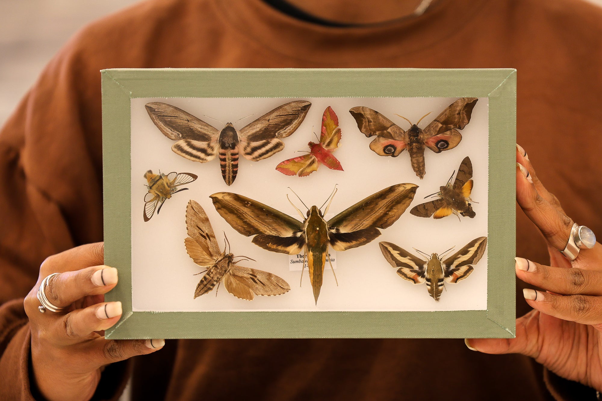 Museum-Quality Moth Collection - Framed Display of Pinned Specimens