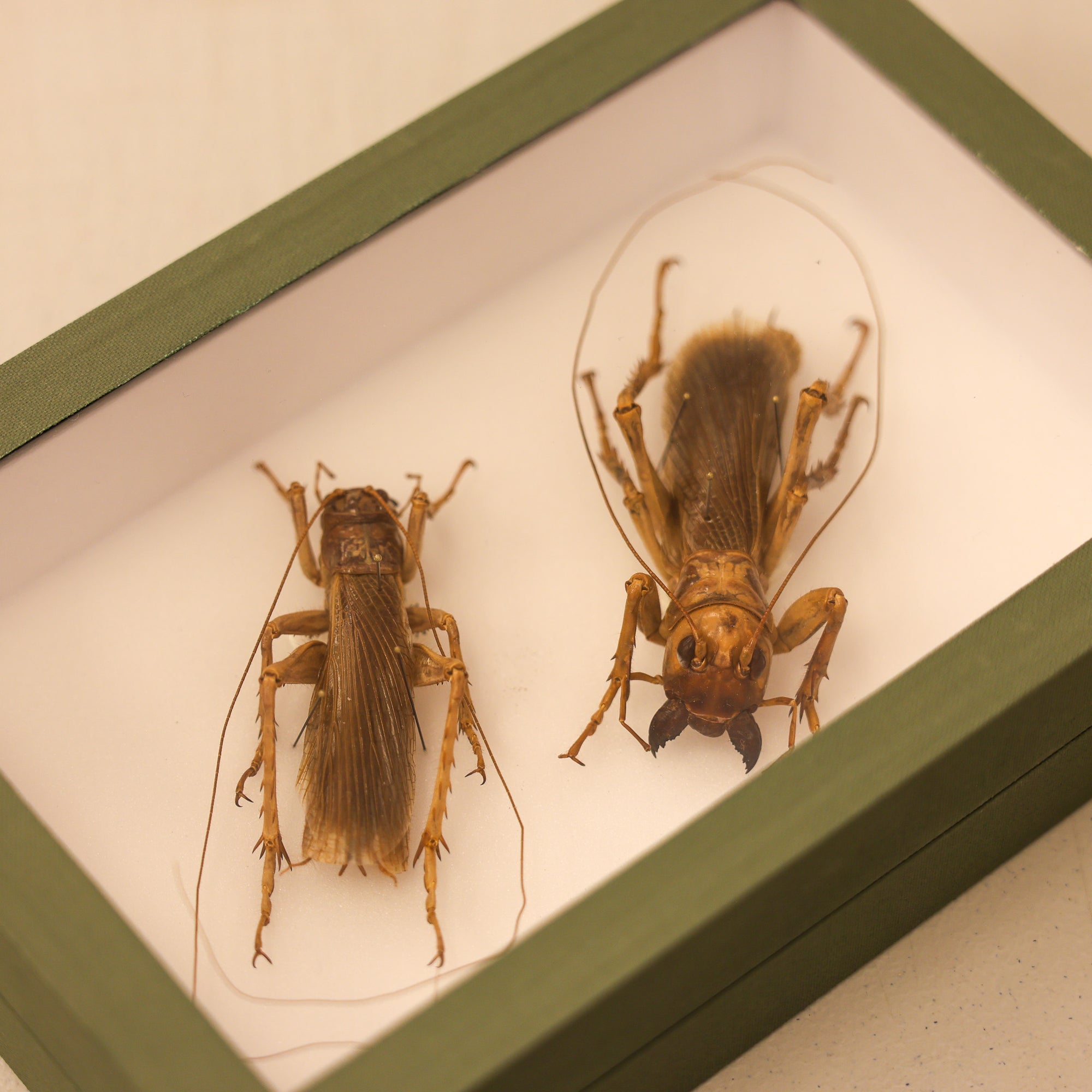 Museum-Quality Sia ferox Collection - Framed Display of Pinned Insects