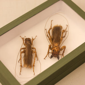 Museum-Quality Sia ferox Collection - Framed Display of Pinned Insects