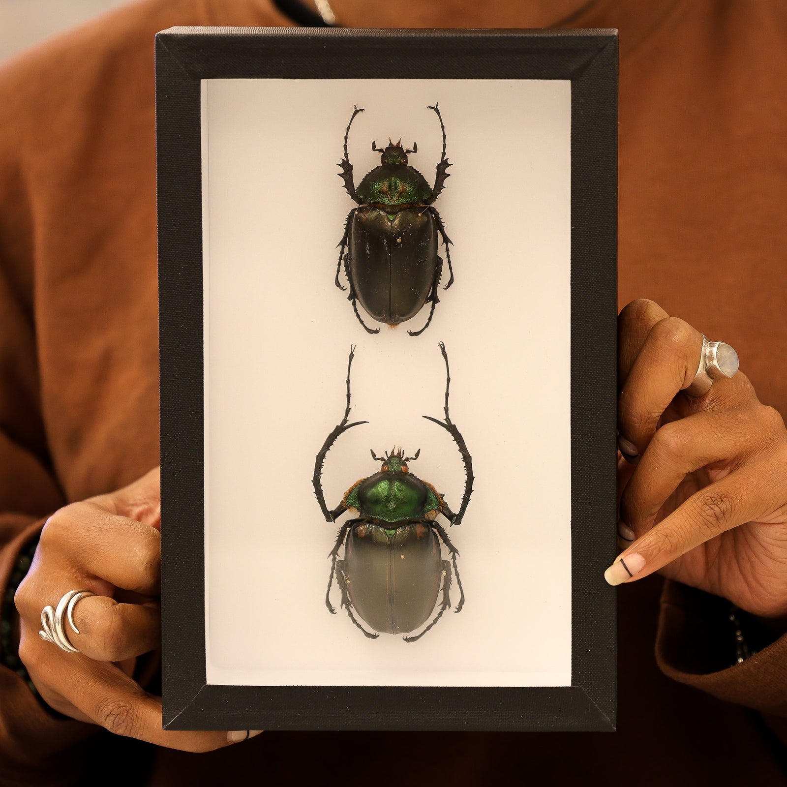 Museum-Quality Cheirotonus peracanus Specimen - Framed Display of Pinned Beetles