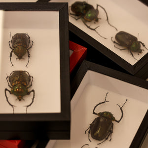 Museum-Quality Cheirotonus battareli Specimen - Framed Display of Pinned Beetles