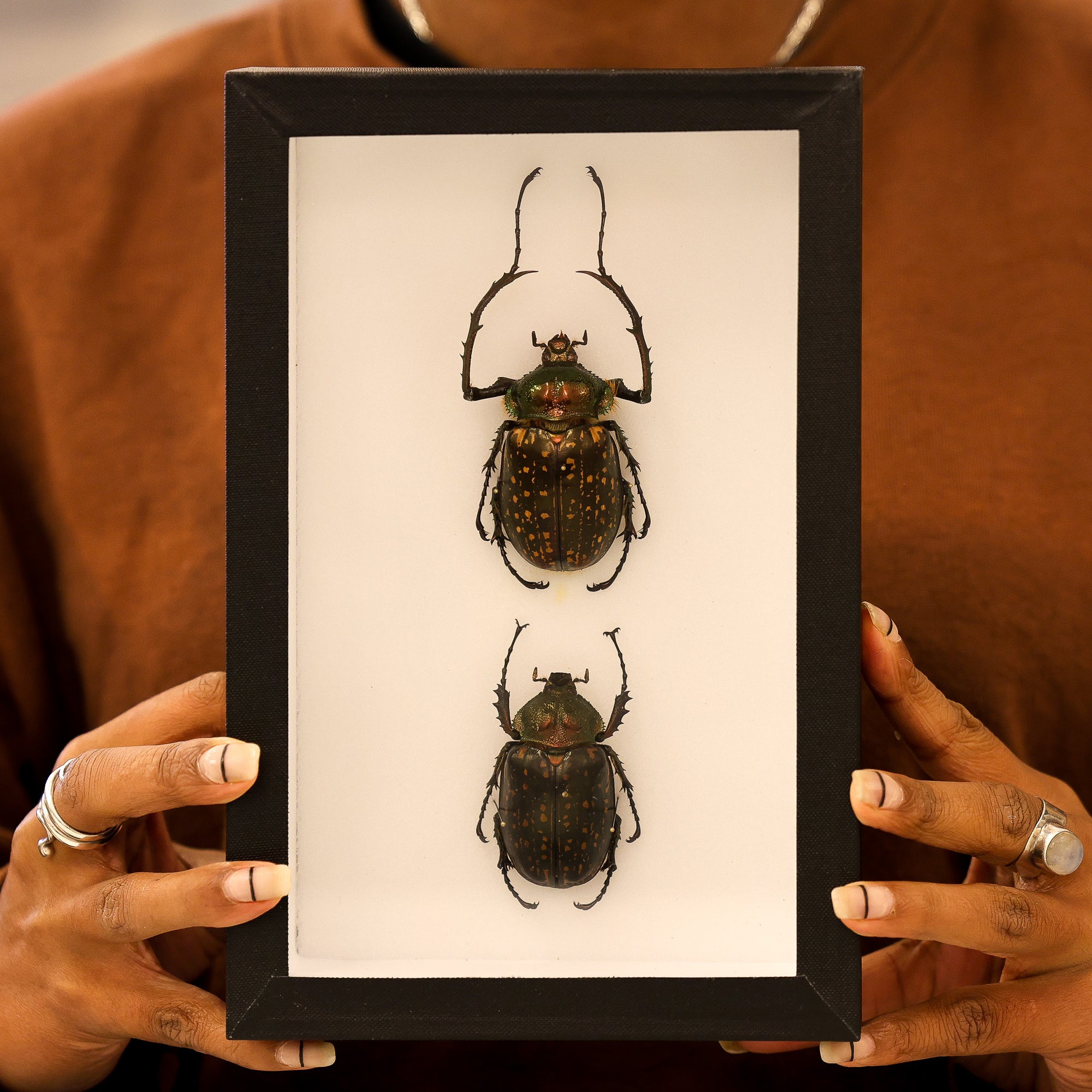 Museum-Quality Cheirotonus battareli Specimen - Framed Display of Pinned Beetles