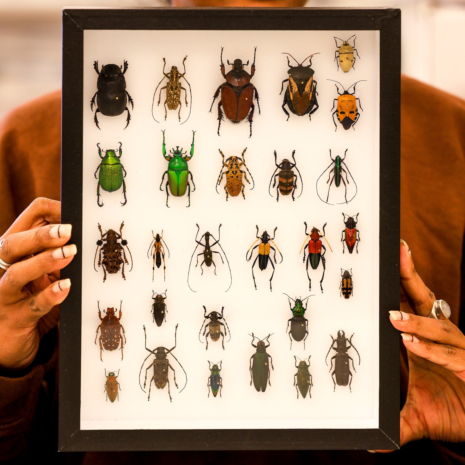 Museum-Quality Tropical Coleoptera Collection - Framed Display of Pinned Beetles