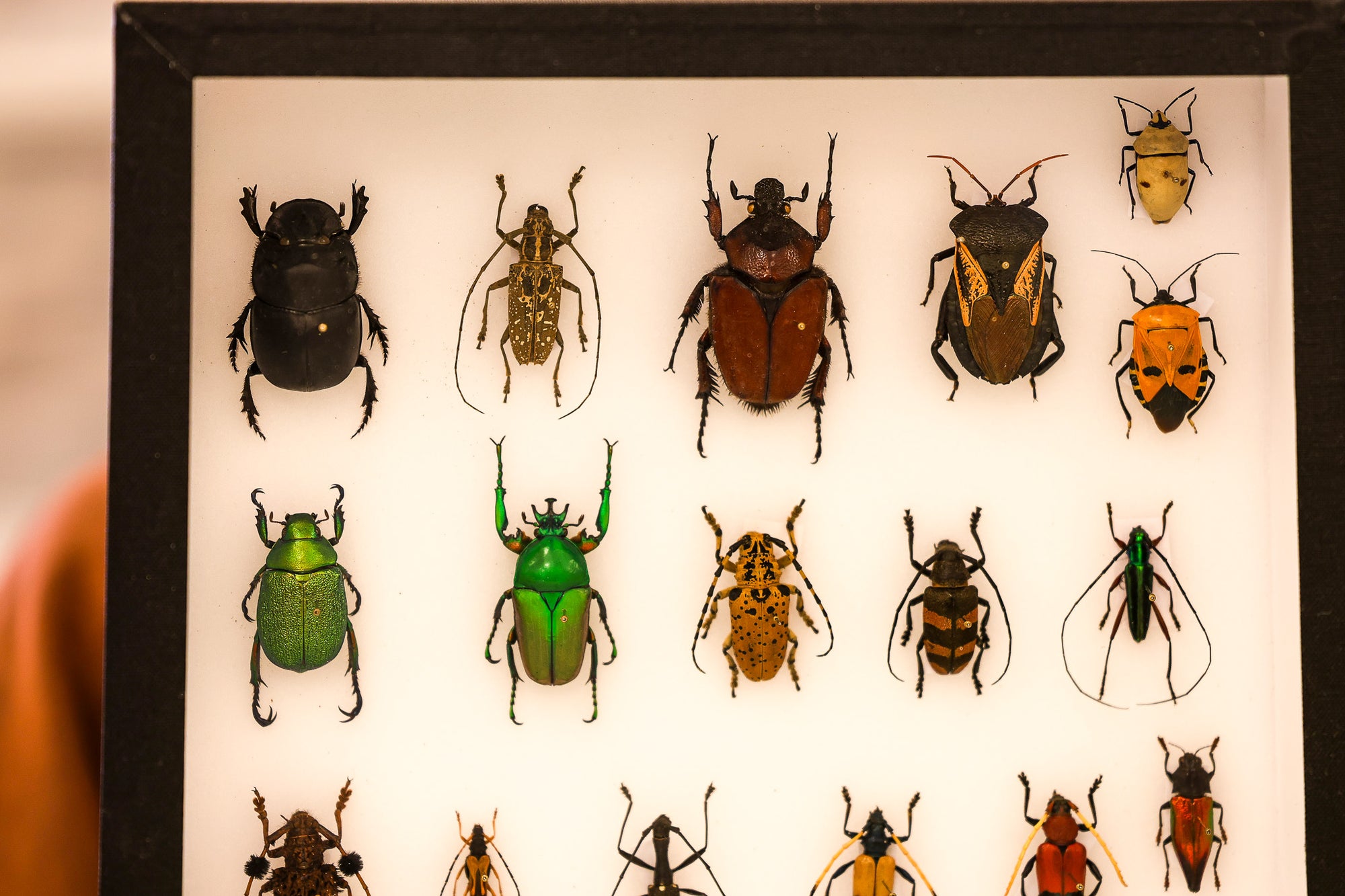 Museum-Quality Tropical Coleoptera Collection - Framed Display of Pinned Beetles